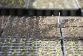 Jungpflanzen aus Eigenproduktion